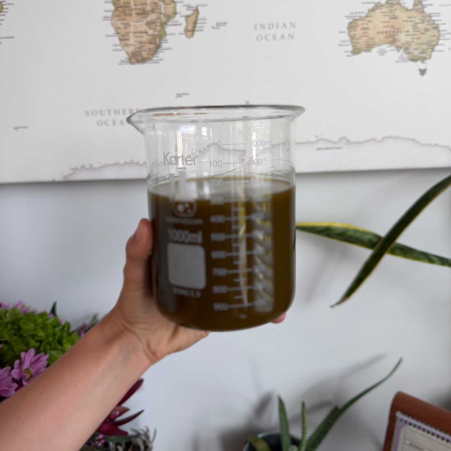 Fresh Peach Leaf Tincture (limited)