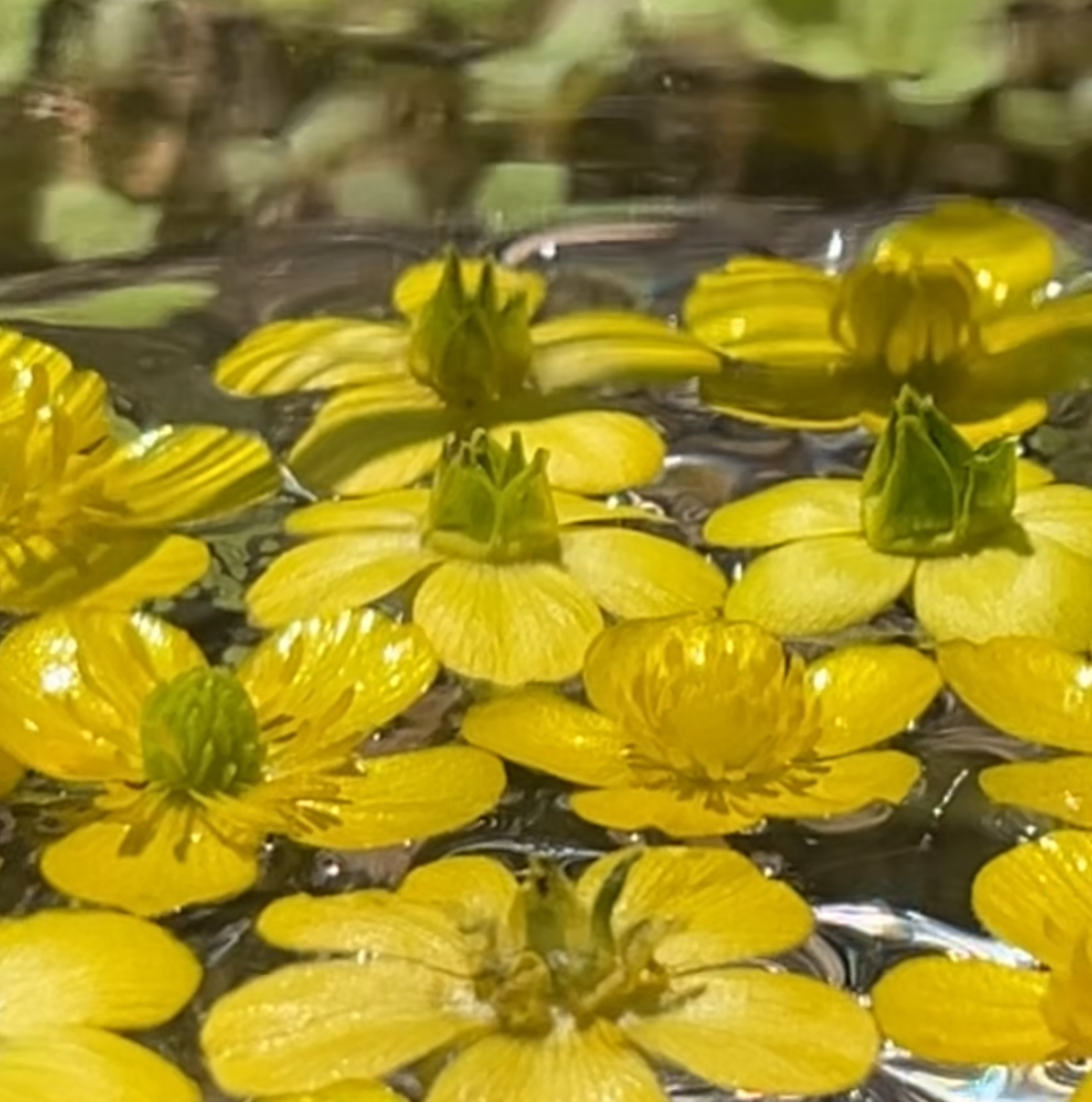 Buttercup Flower Essence