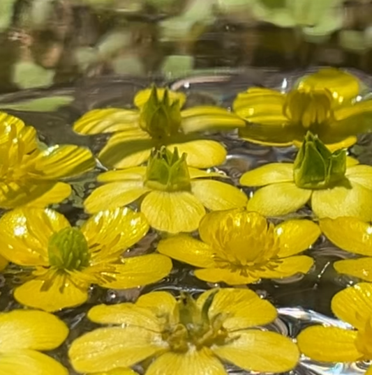 Buttercup Flower Essence