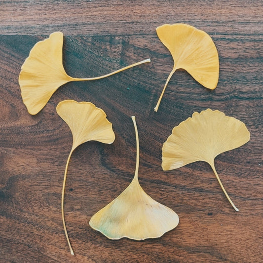 Wildcrafted Gingko Biloba Tincture